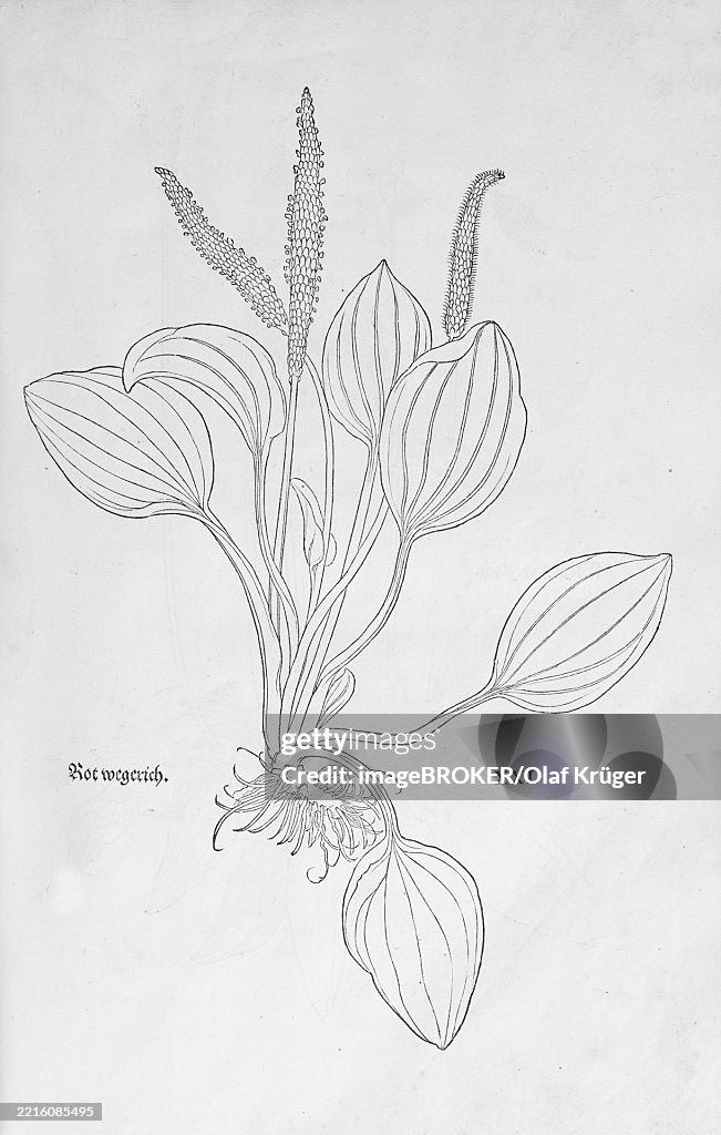 Plantain (Plantago major), woodcut by Leonhart Fuchs, from New Kreüterbuch, neues Kräuterbuch, Michael Isingrin, Basel, Switzerland, 1543, Europe