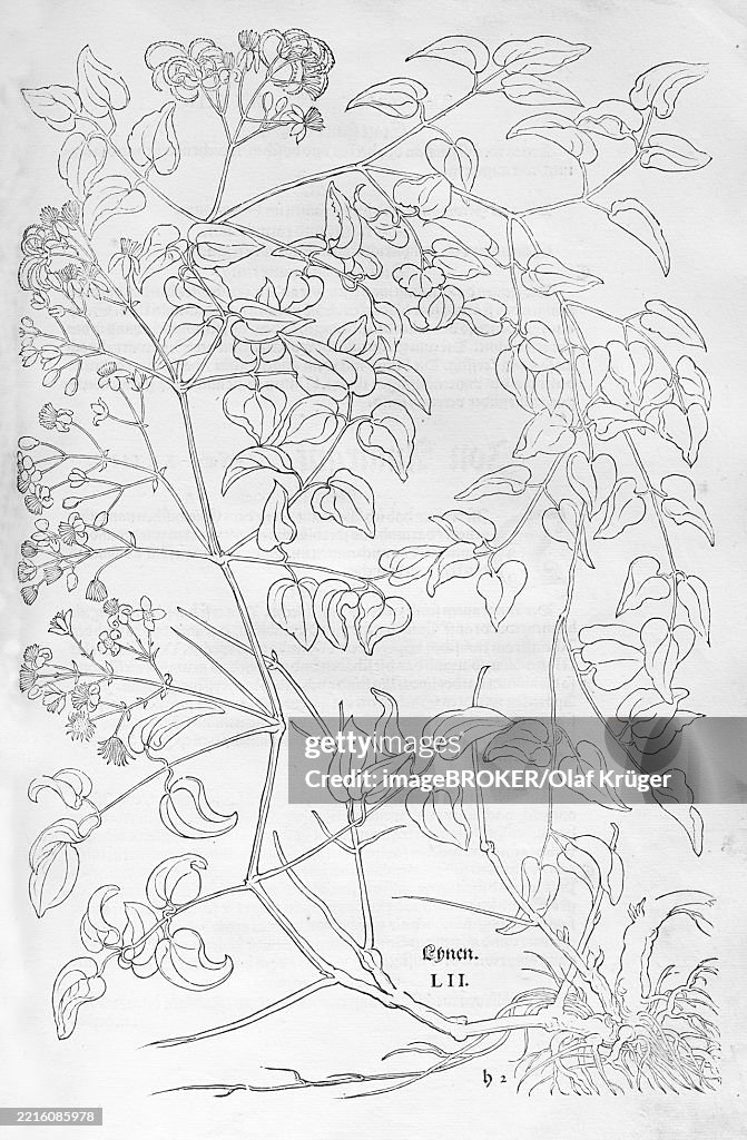 Traveller's joy (Clematis vitalba), woodcut by Leonhart Fuchs, from New Kreüterbuch, neues Kräuterbuch, Michael Isingrin, Basel, Switzerland, 1543, Europe