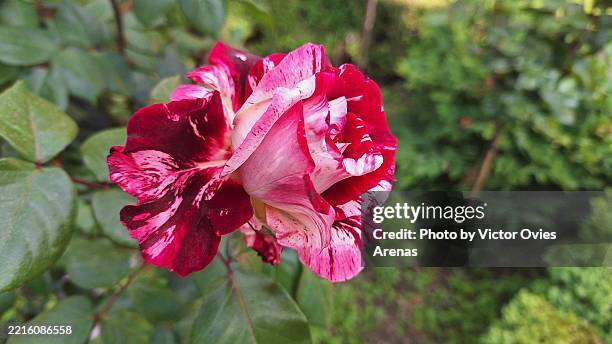 Spanish Red Roses 39,362 Spanish Rose Stock Photos, High-Res Pictures, and Images - Getty ...