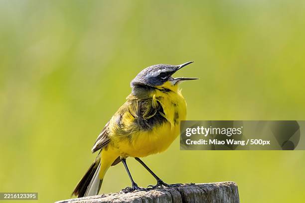 close-up of songyellow wagtail perching on wood - wagtail stock pictures, royalty-free photos & images