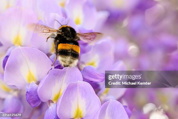 flying bumblebee at a wisteria - bumblebee stock pictures, royalty-free photos & images