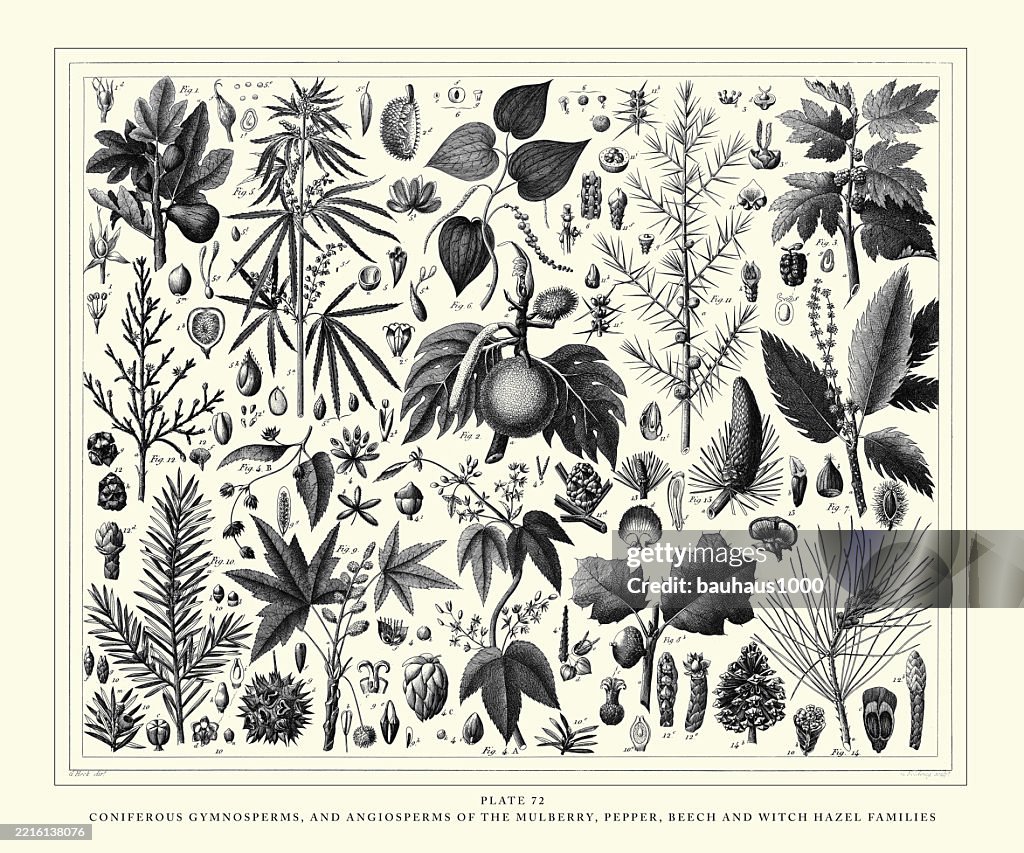 Coniferous Gymnosperms and Angiosperms of the Mulberry, Pepper, Beech and Witch hazel families Engraving Antique Illustration, Published 1851