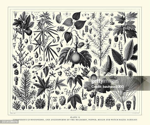 coniferous gymnosperms and angiosperms of the mulberry, pepper, beech and witch hazel families engraving antique illustration, published 1851 - witchhazel stock illustrations