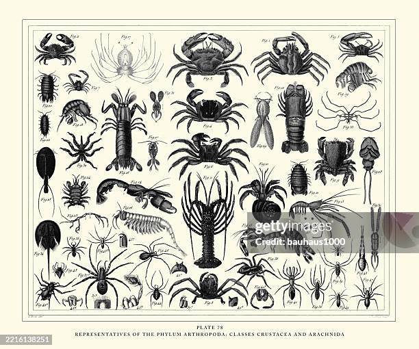 vertreter der phylum arthroopoda: klassen crustacea und arachnida gravur antike illustration, veröffentlicht 1851 - zecke stock-grafiken, -clipart, -cartoons und -symbole