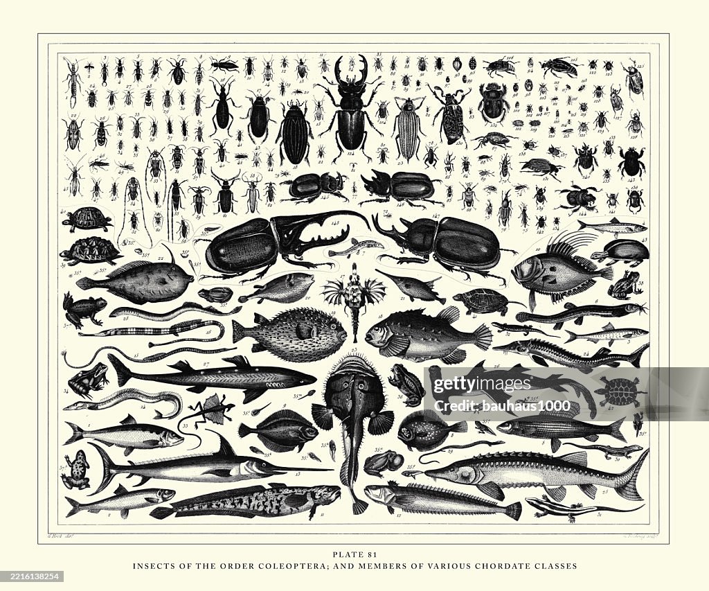 Insects of the Order Coleoptera and Members of Various Chordate Classes Engraving Antique Illustration, Published 1851