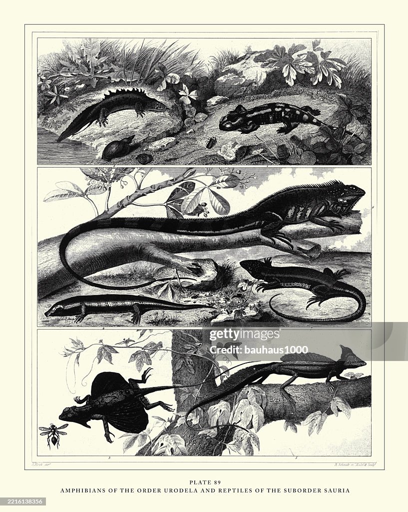Amphibians of the Order Urodela and Reptiles of the Suborder Sauria Engraving Antique Illustration, Published 1851