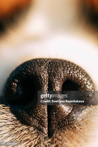 34 Dog Nose Anatomy Stock Photos High Res Pictures And Images Getty 34-dog-nose-anatomy-stock-photos-high-res-pictures-and-images-getty