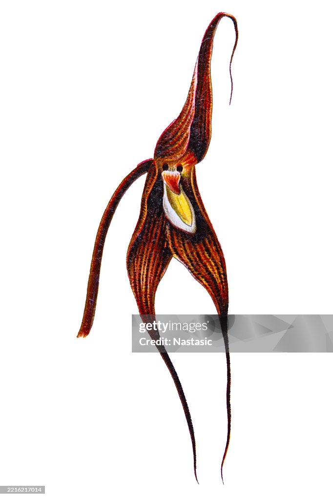Orchid Species - Dracula spectrum (or Masdevallia spectrum)