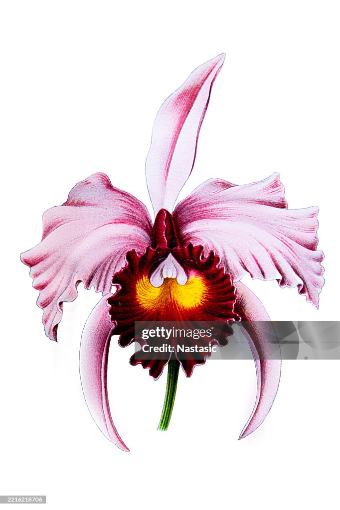 Orchid Flor de Mayo or "Christmas orchid" (Cattleya trianae)