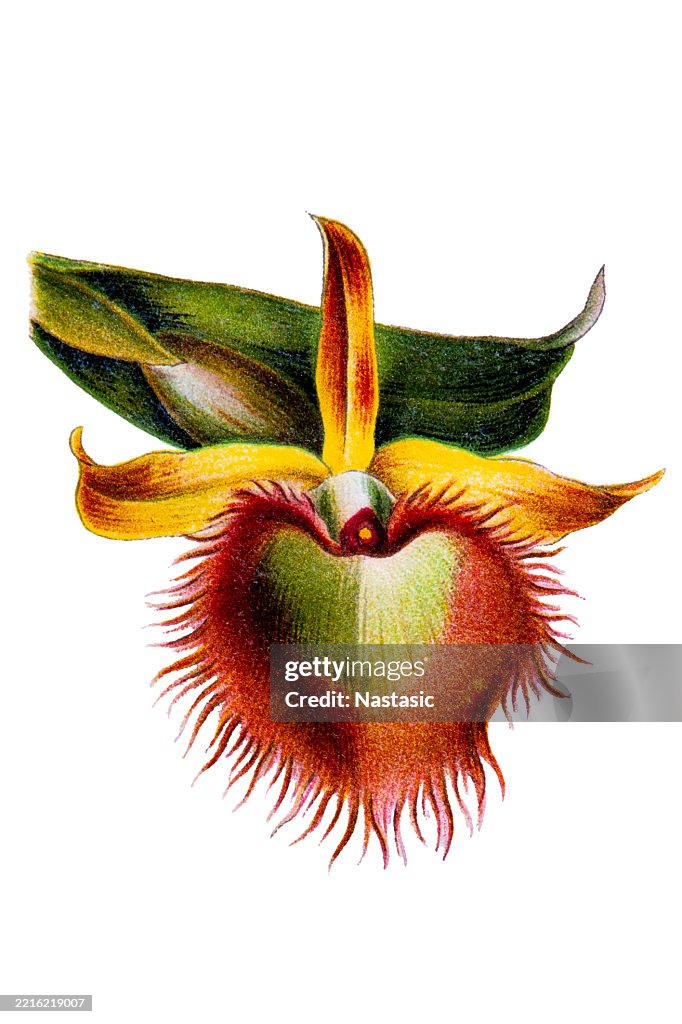 Orchid Species - Orchid Flor de Mayo or "Christmas orchid" (Cattleya trianae)