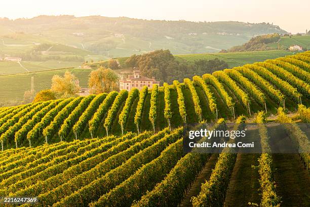 historic house surrounded by lush vineyard rows in piedmont, italy - azienda vinicola foto e immagini stock