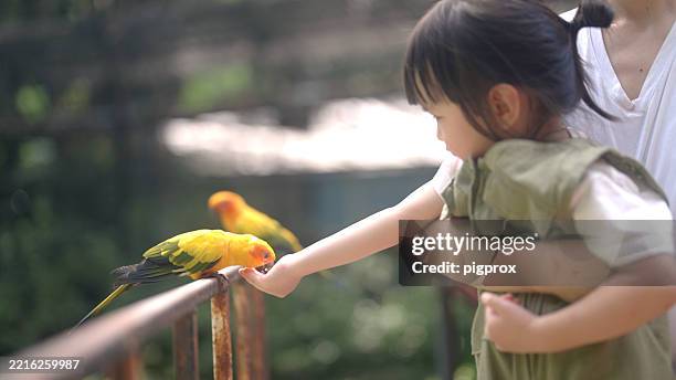 a woman and her daughter are feeding parrots. - flock of parrots stock pictures, royalty-free photos & images