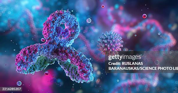 antibody response, illustration - immunology stock illustrations