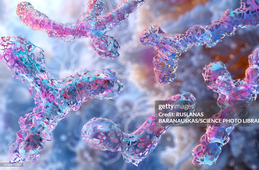 Bifidobacterium bacteria, illustration