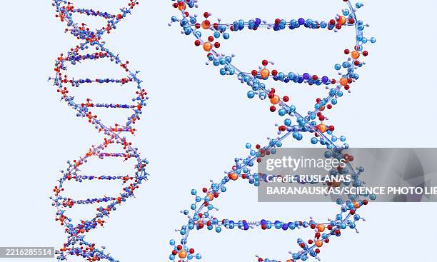 ilustraciones, imágenes clip art, dibujos animados e iconos de stock de dna molecules, illustration - nucleótido