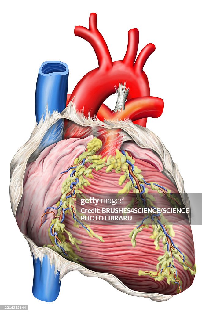 Human heart, illustration