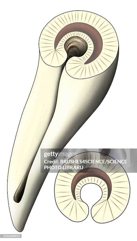 Snake Fangs Injection Front Fanged Snake Dentition With Venom Channel Illustration High-Res ...