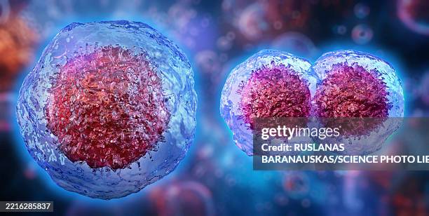 cytokinesis, illustration - cytoplasm stock illustrations