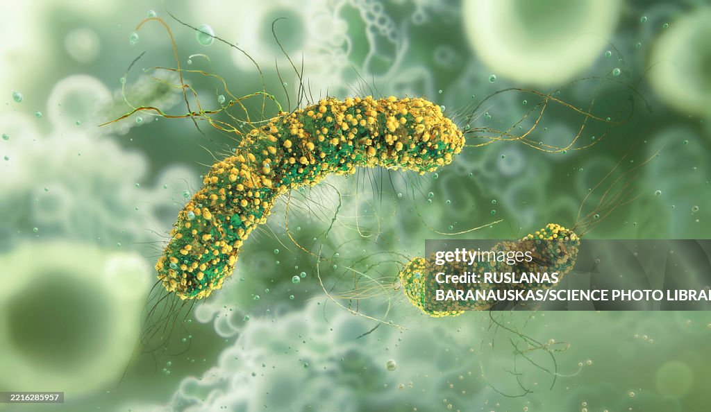 Listeria monocytogenes bacteria, illustration