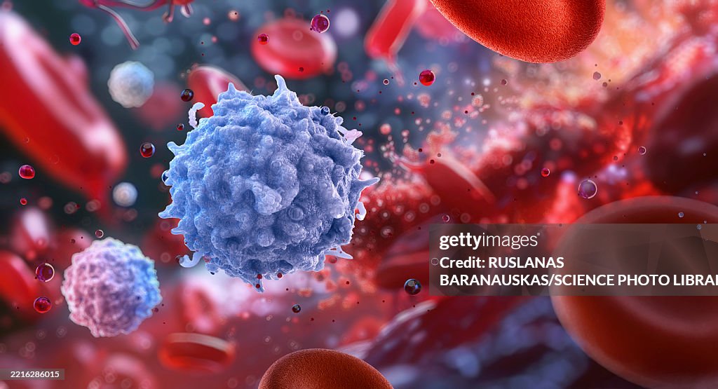 Lymphocytes, illustration