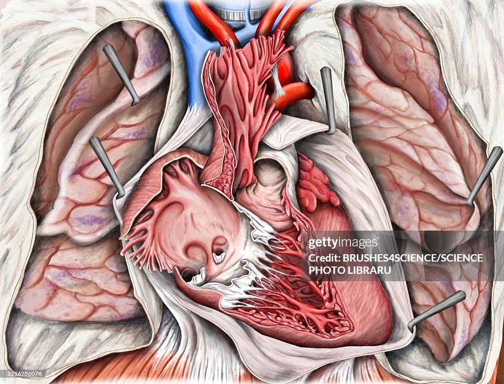 Human heart, illustration