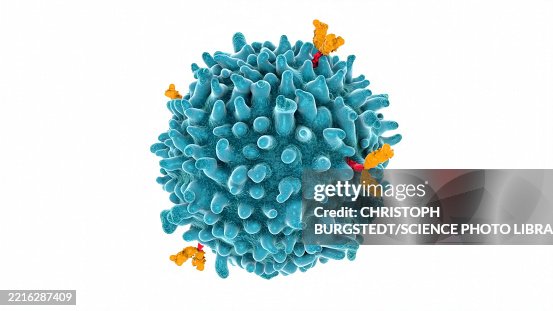 B lymphocyte, illustration B lymphocyte, illustration