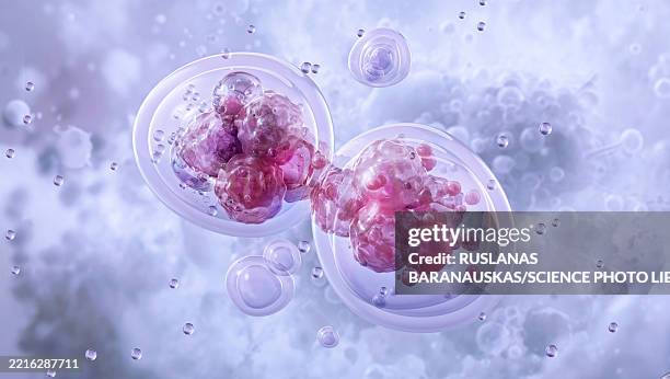 cytokinesis, illustration - cell division stock illustrations