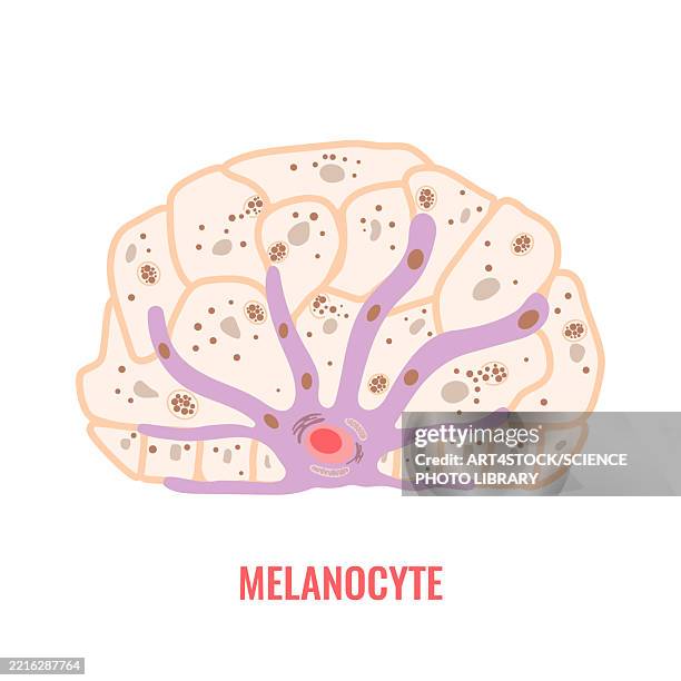 illustrations, cliparts, dessins animés et icônes de melanocyte, illustration - couche moyenne de la peau
