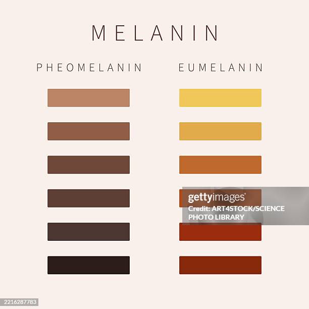 stockillustraties, clipart, cartoons en iconen met melanin skin tone palette scheme, illustration - hyperpigmentation