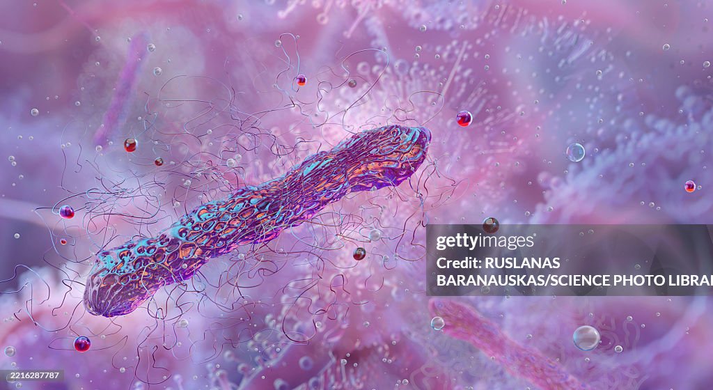 Clostridium bacterium, illustration