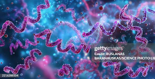 ilustrações de stock, clip art, desenhos animados e ícones de syphilis bacteria, illustration - treponema pallidum