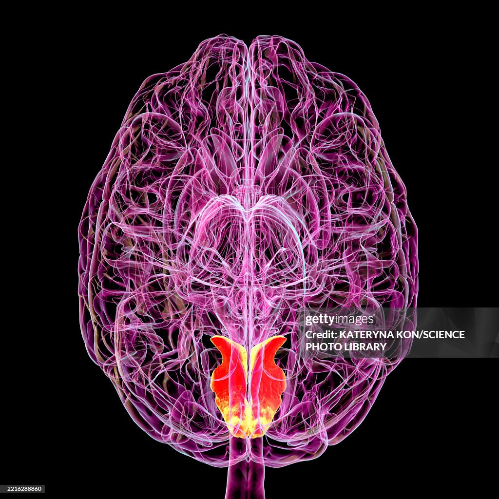 Cuneus gyrus in human brain, illustration
