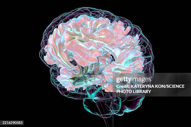 human brain with white matter, illustration - multiple sclerosis stock illustrations