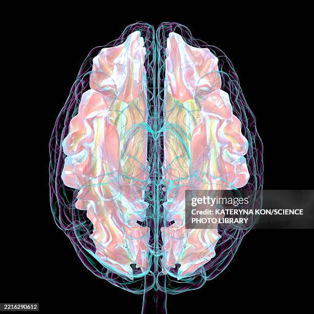 stockillustraties, clipart, cartoons en iconen met human brain with white matter, illustration - multiple sclerose