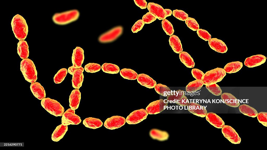 Haemophilus ducreyi bacteria, illustration