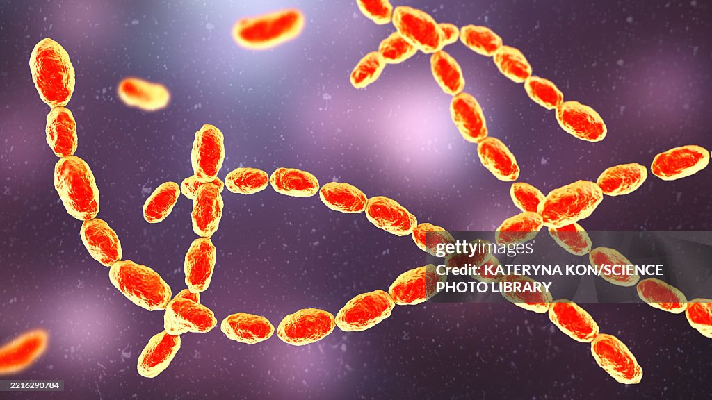 Haemophilus ducreyi bacteria, illustration