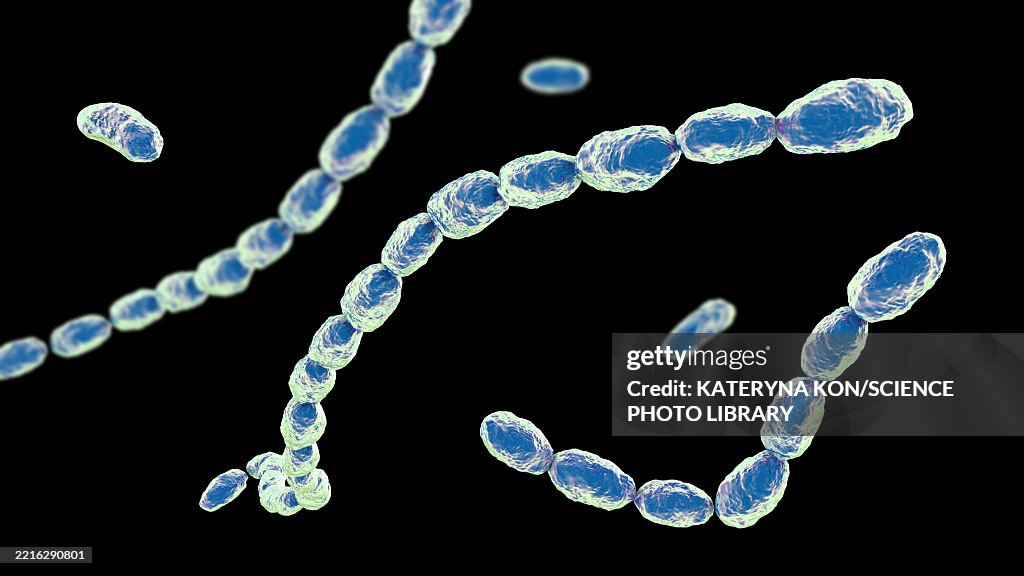 Haemophilus ducreyi bacteria, illustration