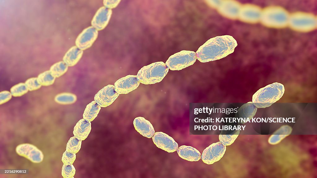 Haemophilus ducreyi bacteria, illustration