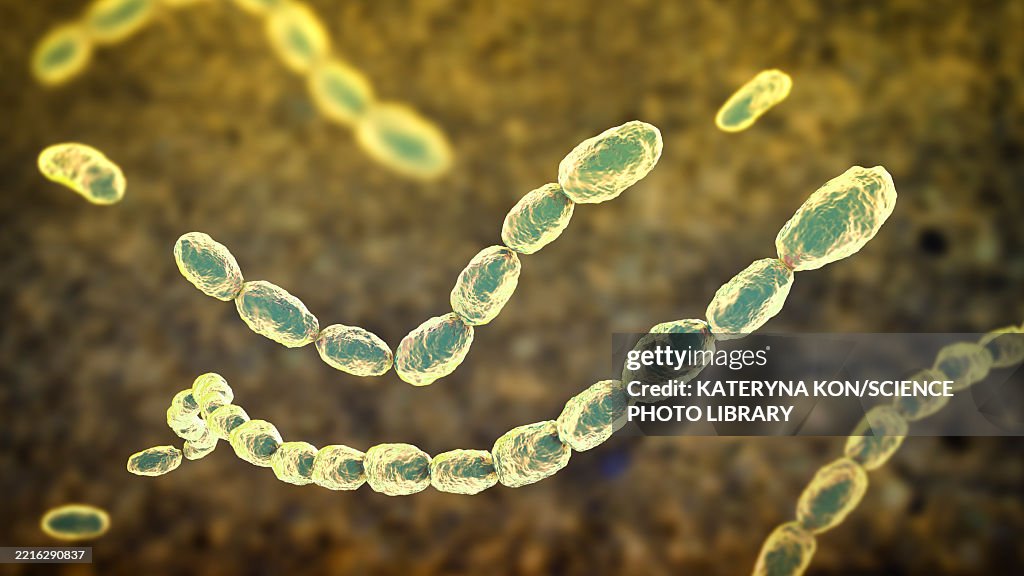 Haemophilus ducreyi bacteria, illustration