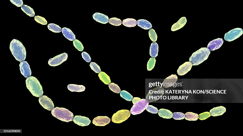 Haemophilus ducreyi bacteria, illustration