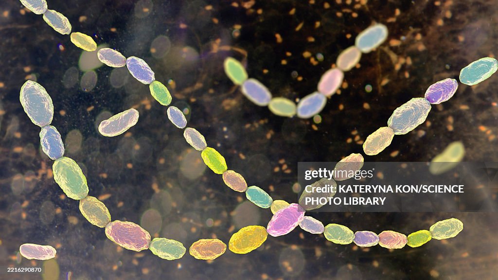 Haemophilus ducreyi bacteria, illustration