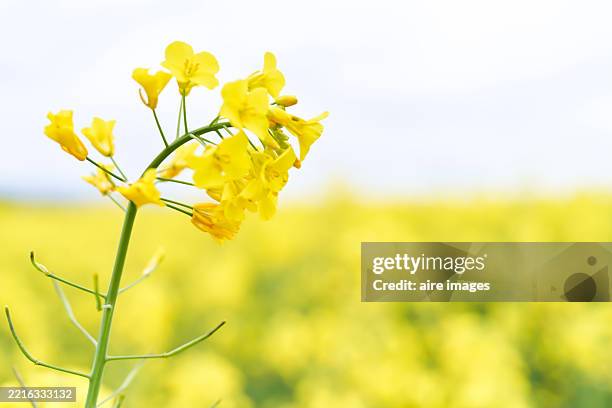 canola flowers blooming in a field under a clear sky - koolzaad stockfoto's en -beelden