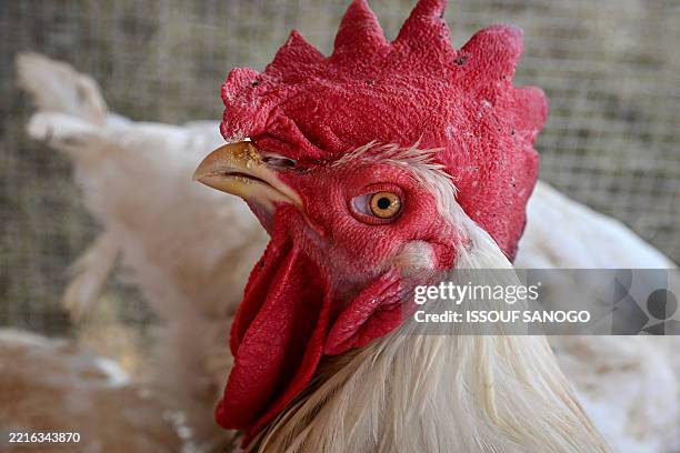 This photograph shows a rooster during the 7th International Exhibition of Agriculture and Animals Resources at the Parcs des expositions in Abidjan...