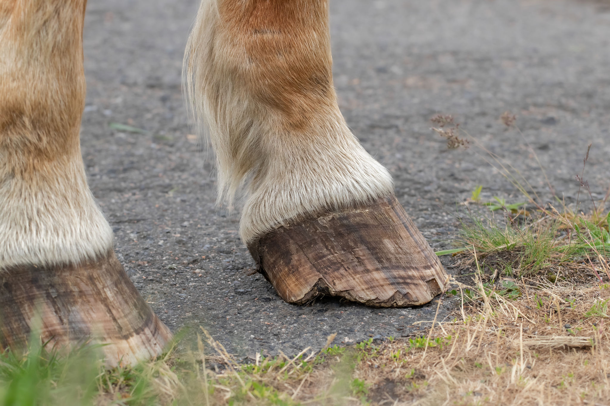 horse hoof