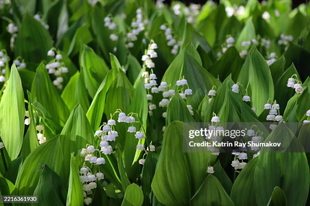 charming lily-of-the-valley of spring - liljekonvalj bildbanksfoton och bilder