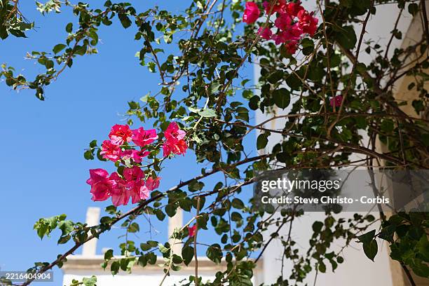 Bougainvillea grows on a wall in Otranto. Otranto is a coastal town in southern Italy , on August 27, 2024 in Italy.