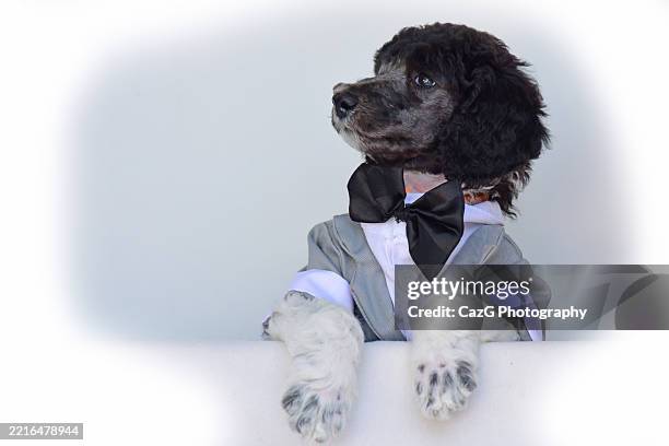 poodle puppy wearing tuxedo in studio - standard poodle stock pictures, royalty-free photos & images