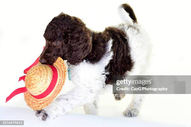 poodle puppy in studio with straw hat - standard poodle stock pictures, royalty-free photos & images