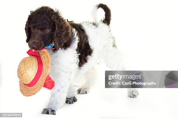 poodle puppy in studio with straw hat - brown puppy stock pictures, royalty-free photos & images