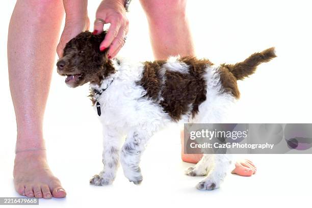 poodle puppies in studio with breeder - standard poodle stock pictures, royalty-free photos & images